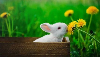 九游官网入口-拜仁锋线新星逆天表现，持续领跑德甲射手榜，拜仁10分领跑德甲